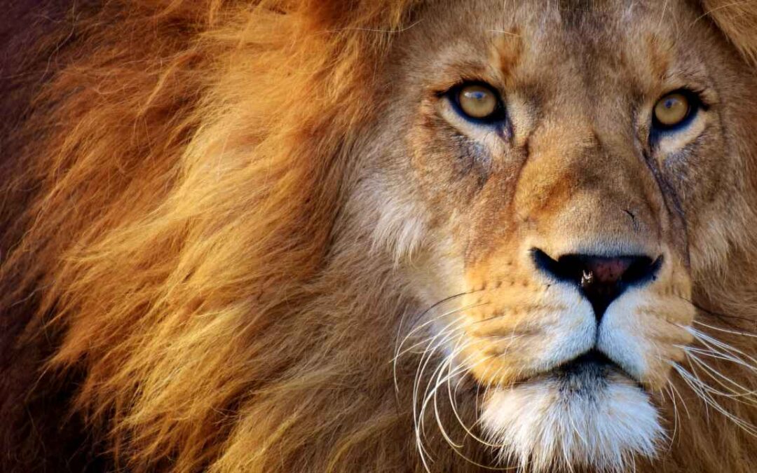 Após alterações, 4 milhões de contribuintes ficam isentos da declaração do IR 2024