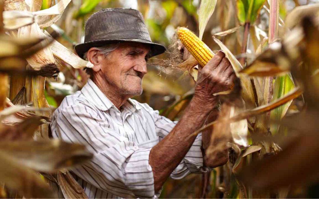 NFP-e: produtores rurais terão que emitir nova nota fiscal a partir de janeiro